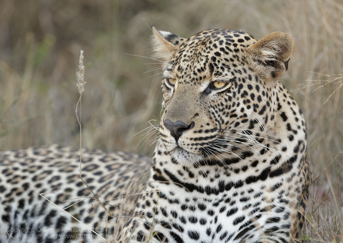 Leopard - resting