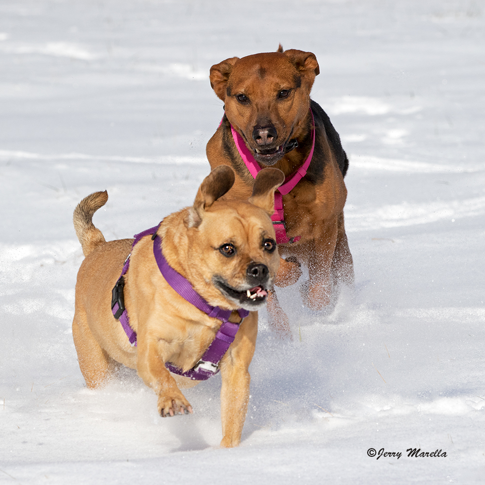 The Chase 3