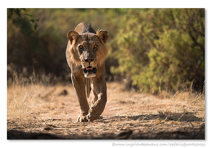 Walk On The Wild Side