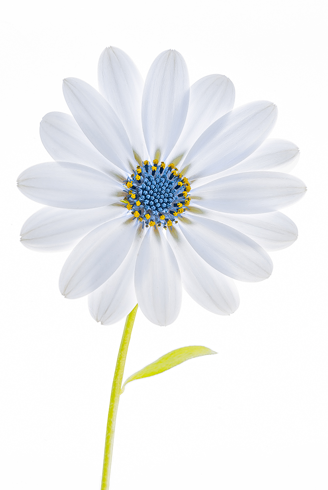 My favorite flower