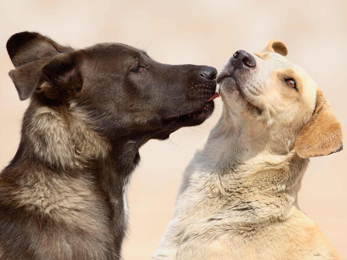 Dog's Kiss