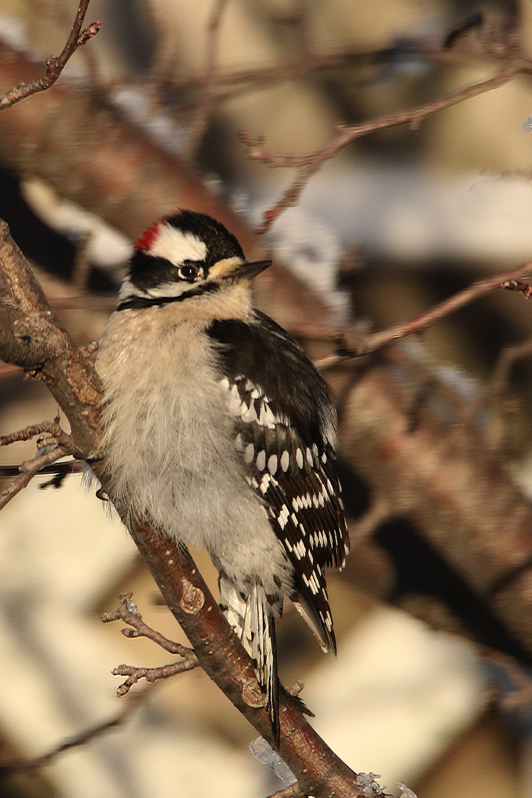 Backyard Downy