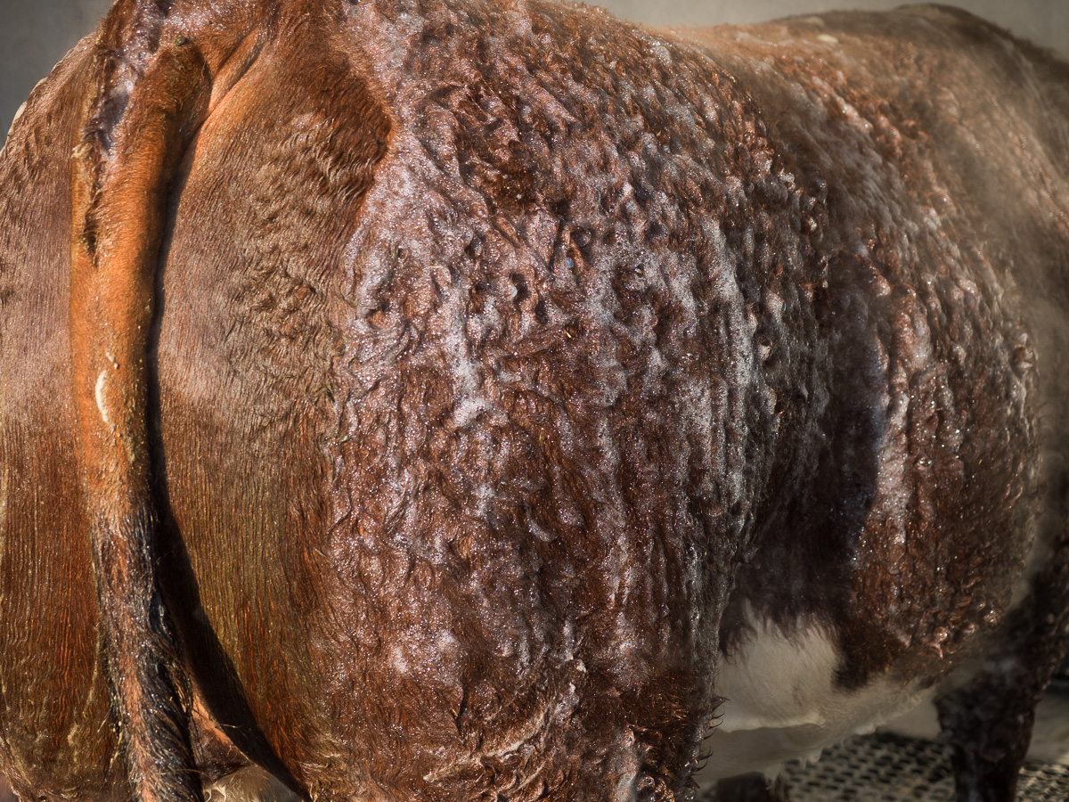 At the Cow Wash