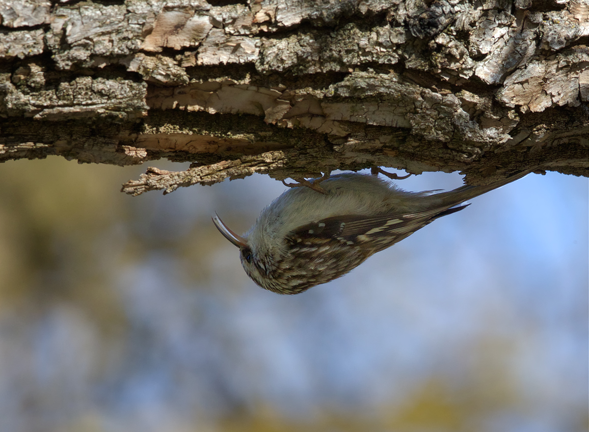 Brown Creeper