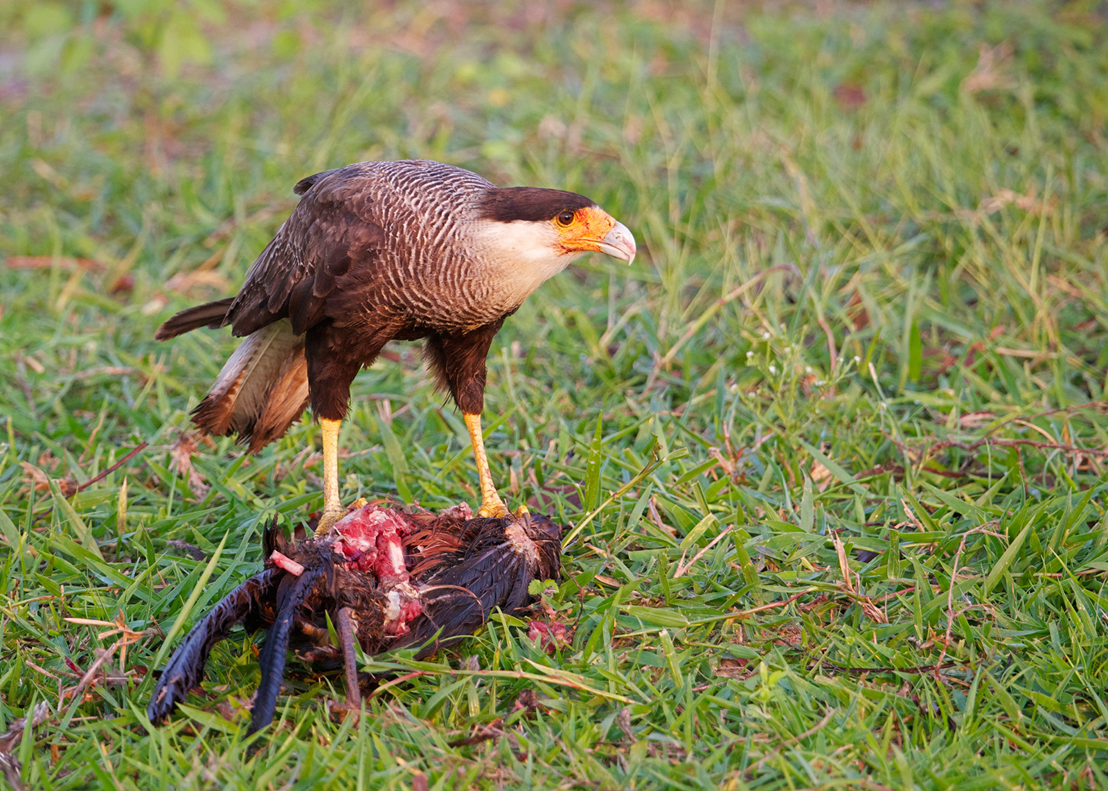 South. Crested Caracara