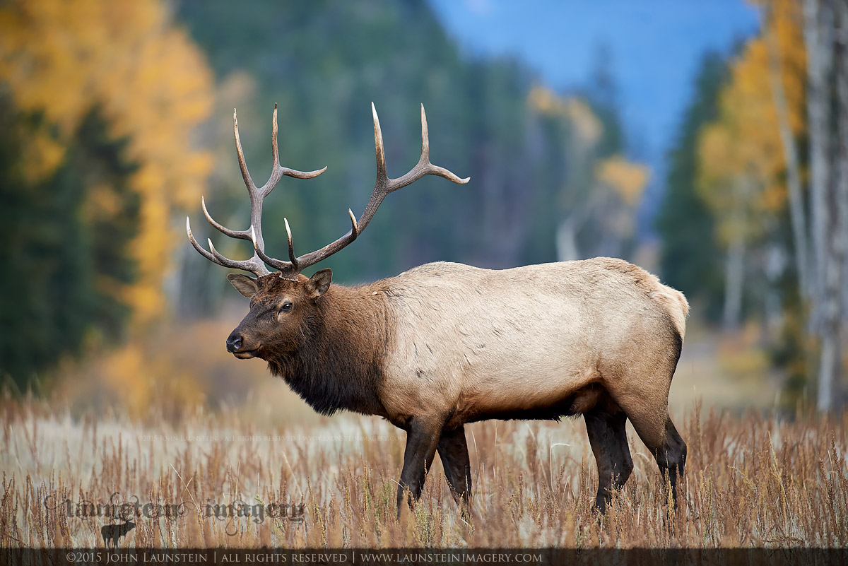 Cooperative Bull Elk