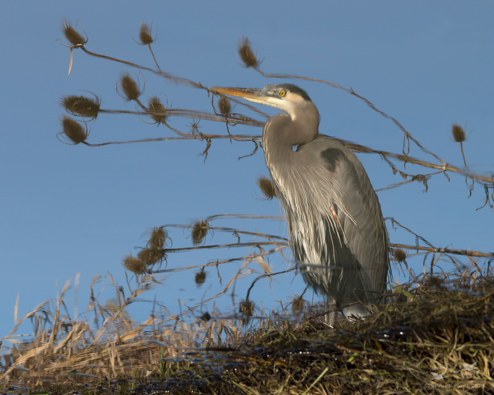 Reflective Heron