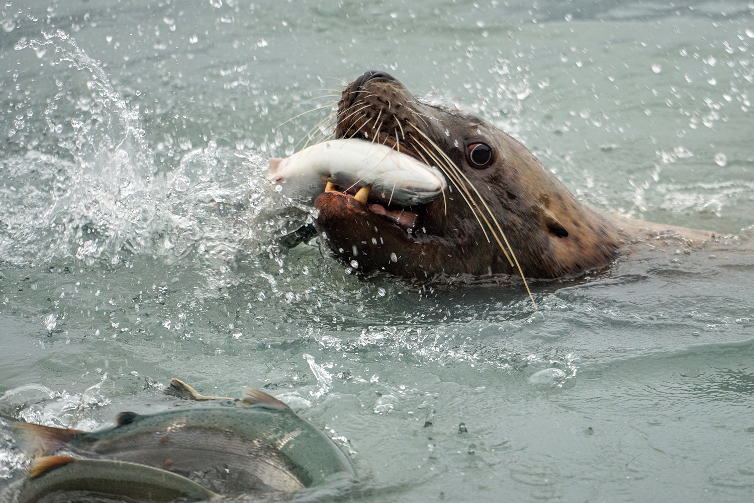 Feeding Frenzy
