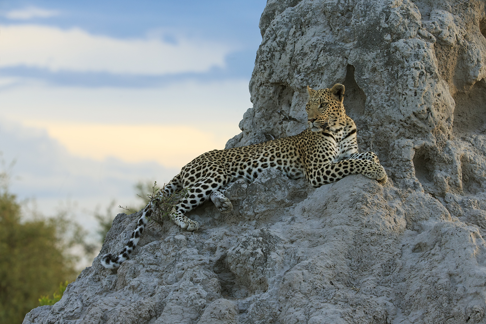 Miss Leopard 2015