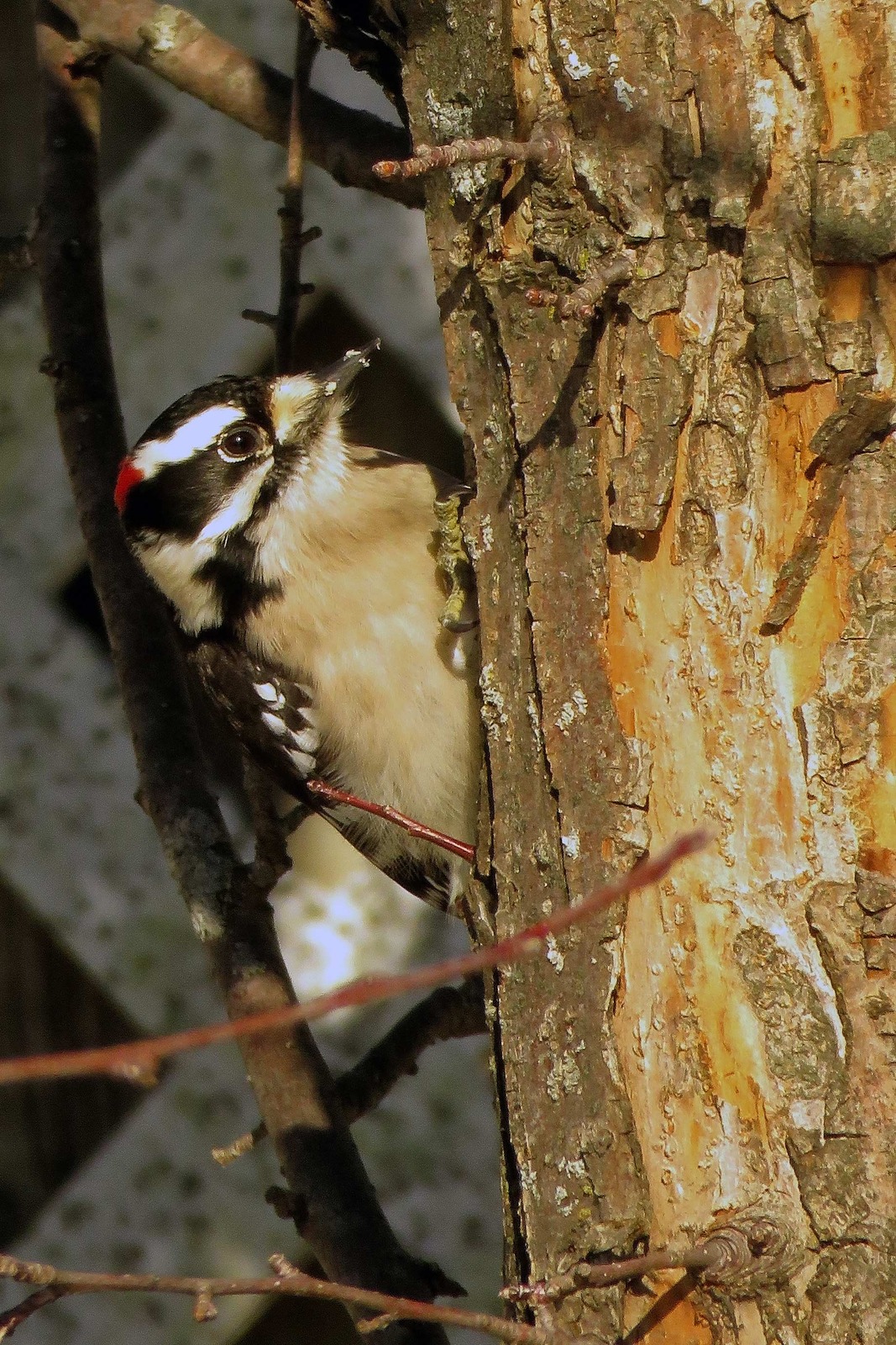 Downy woodpecker