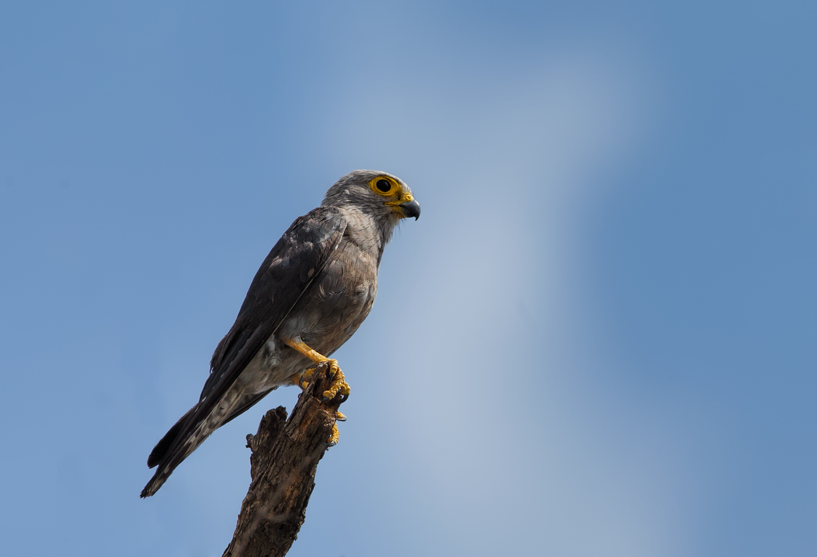 Dickinson's Kestrel
