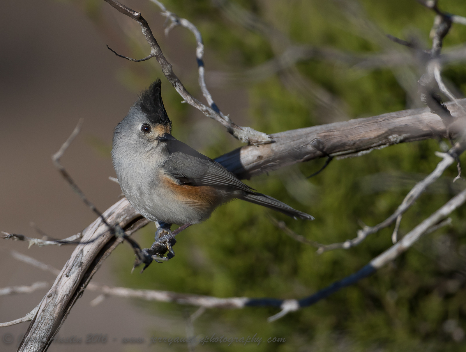 Texas Titmouse