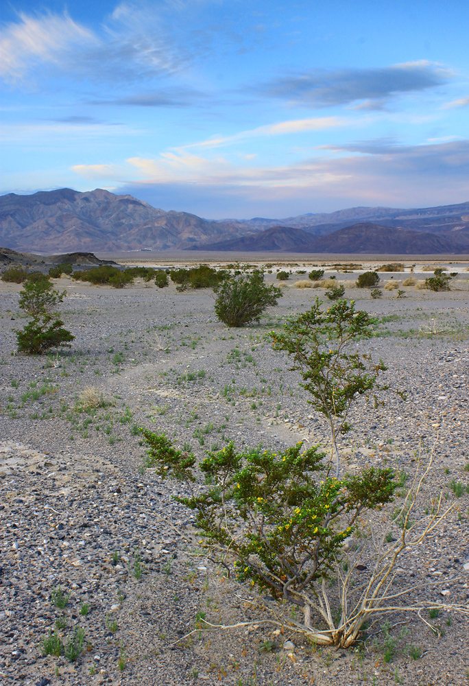 Lakehills Creosote