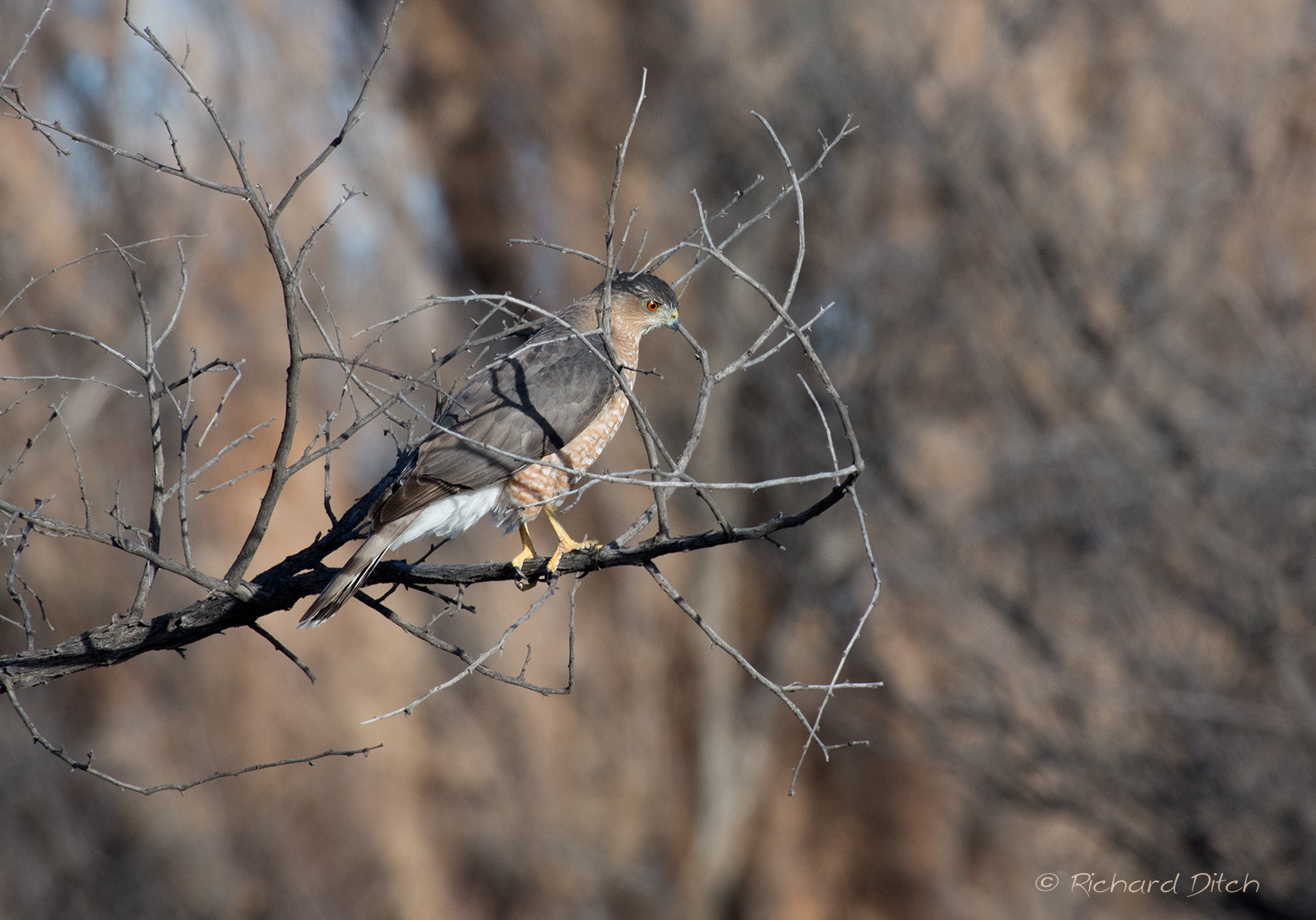 Cooper’s Hawk