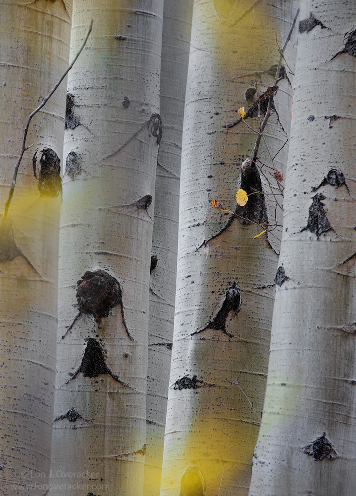 Trunk Full of Aspen II