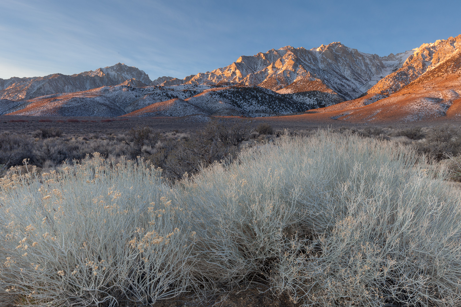 Winter Sage -REPOST
