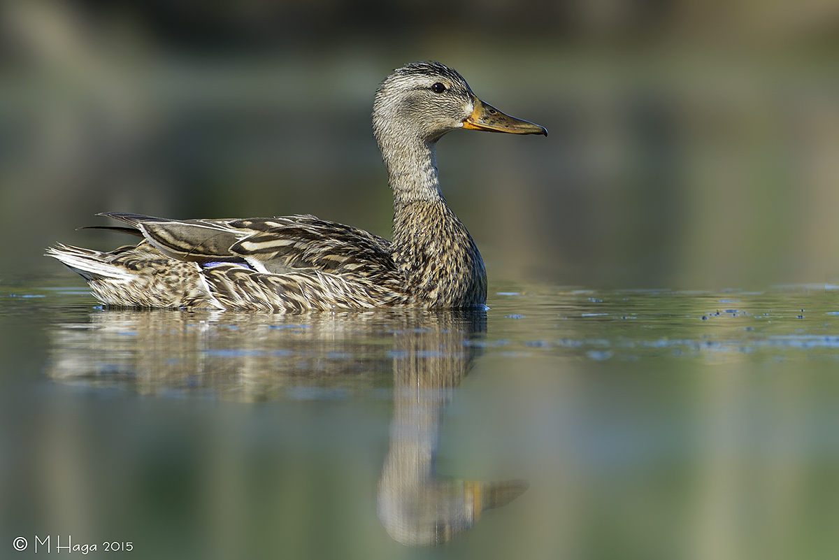 Female Mallard