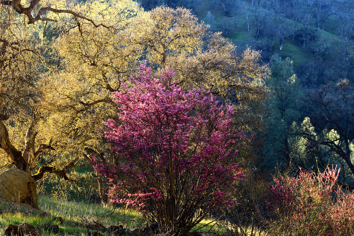Redbud Sunset