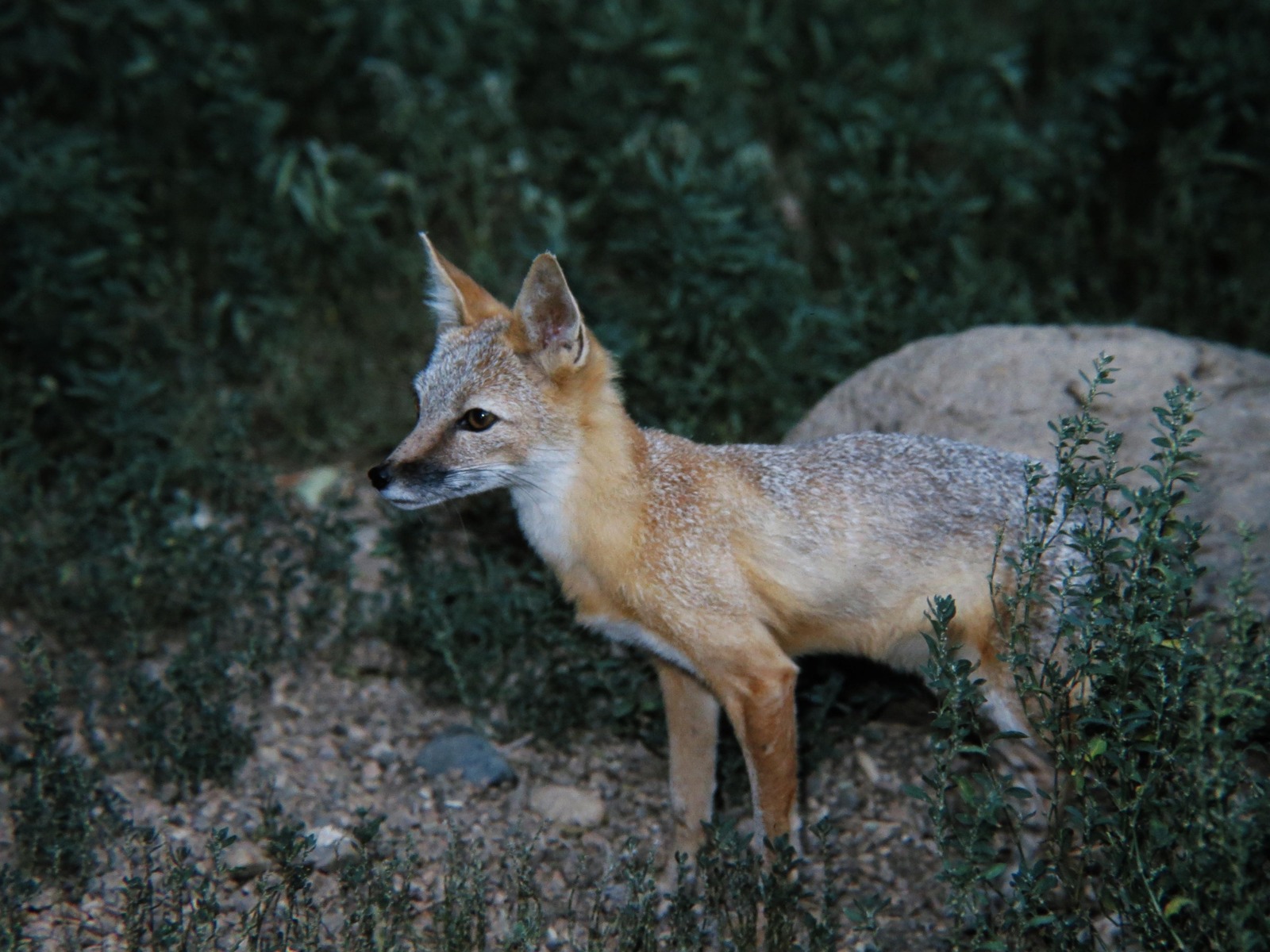 Swift fox  719