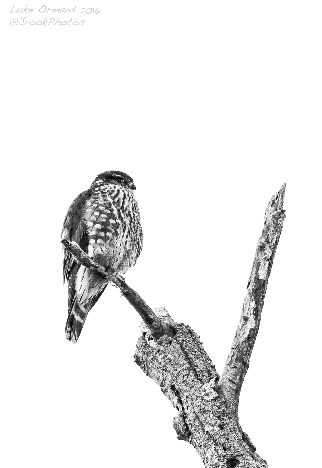 Local Merlin