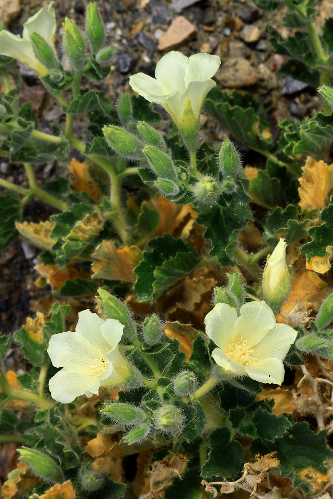 Rock Nettle
