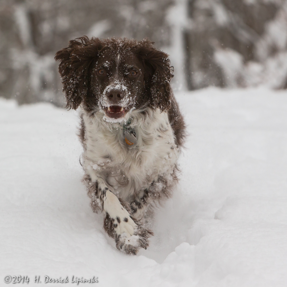 Abby in the Snow: WC#719