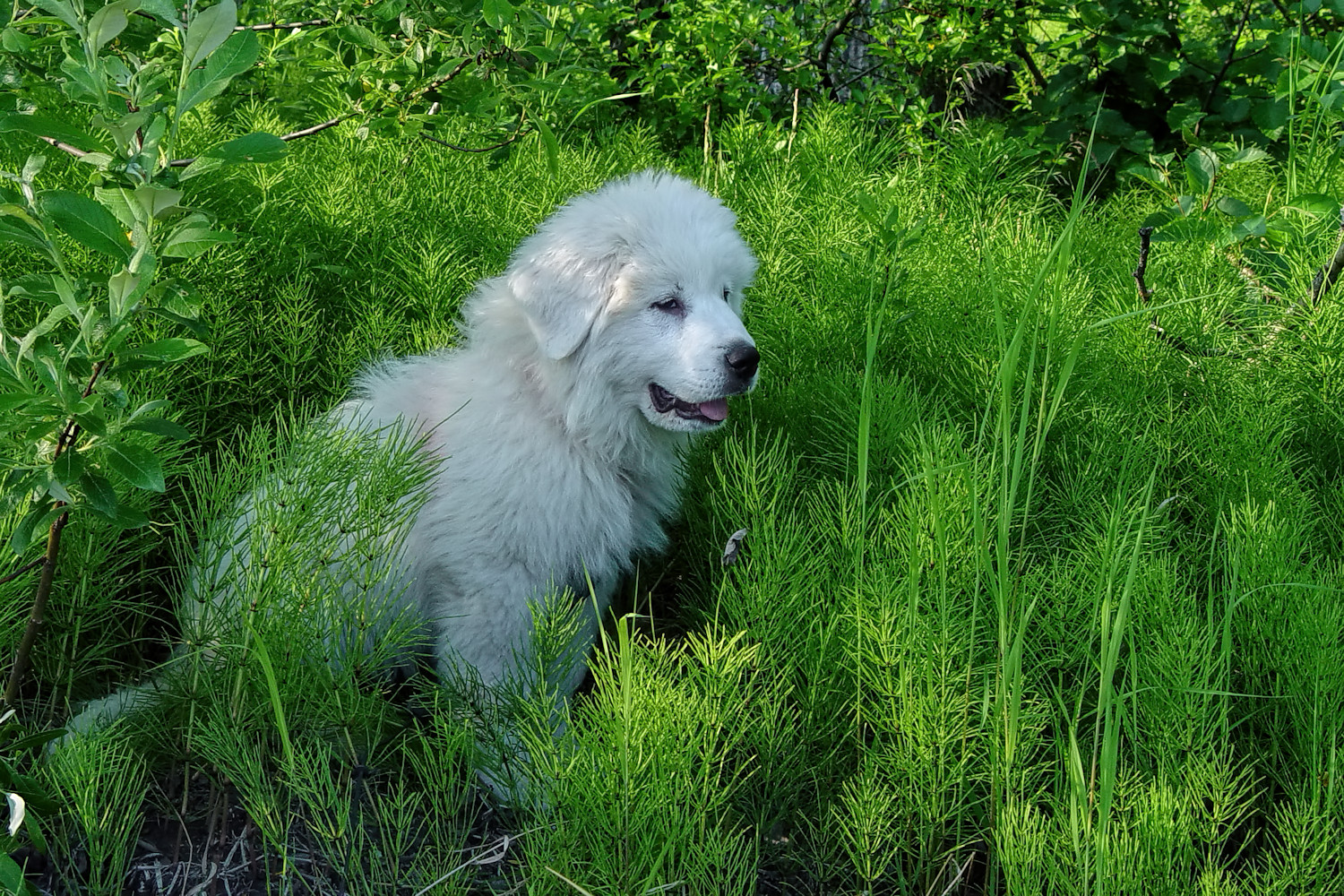 Happy in Horsetails