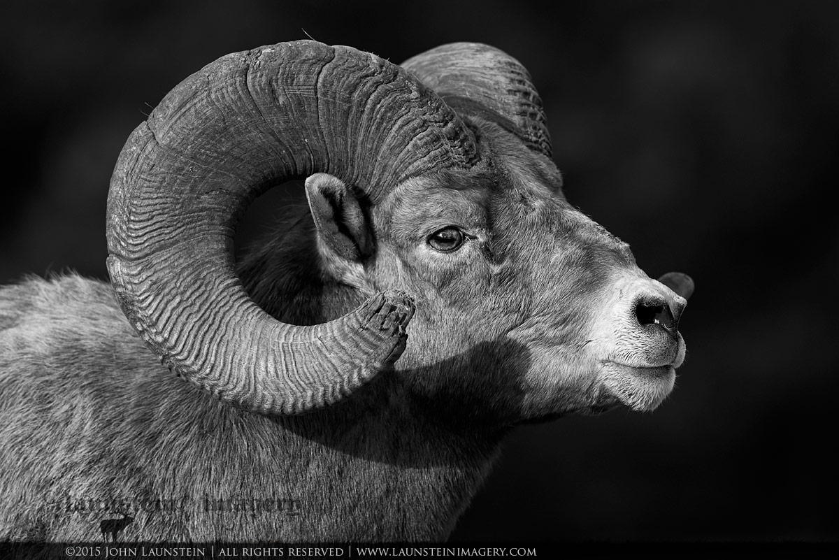 Low Key Ram