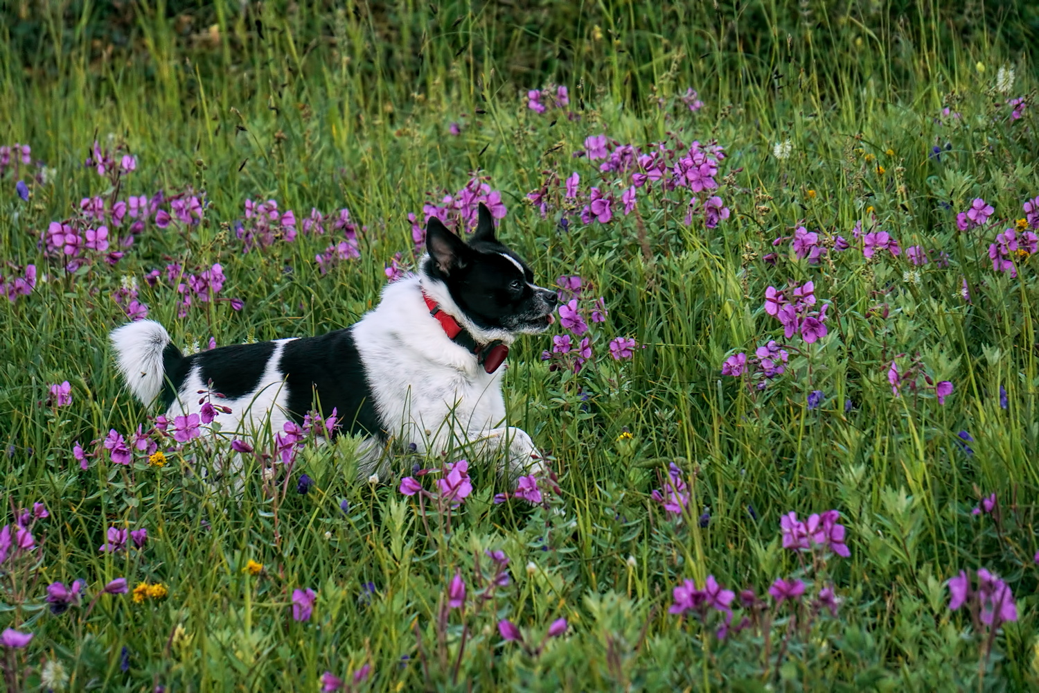Frollicking in Fireweed