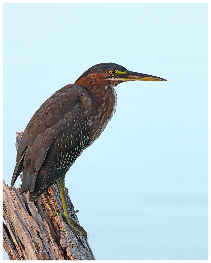 Green Heron