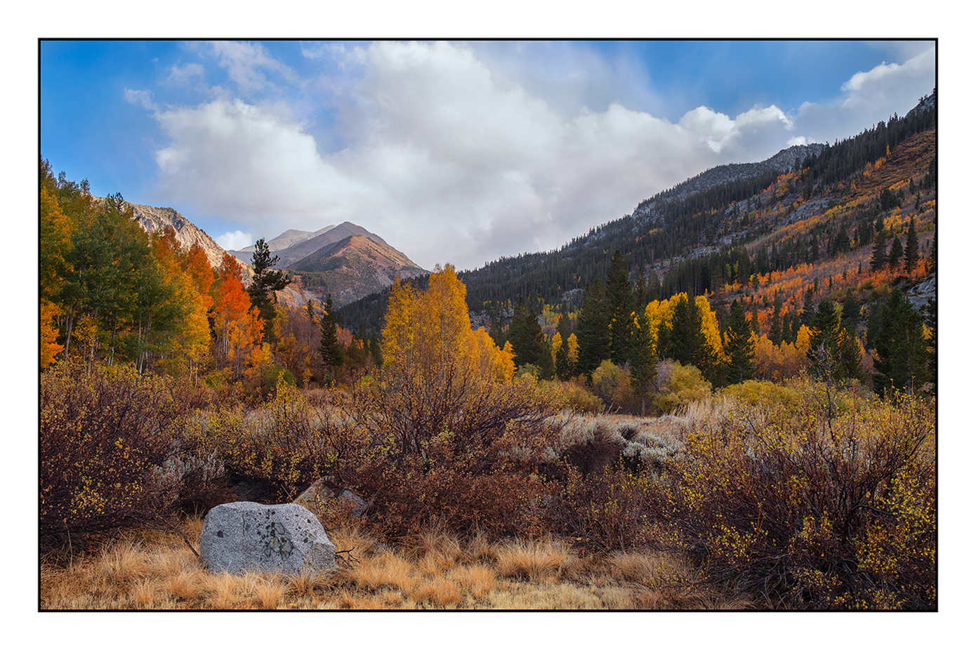 Surveyor's Meadow