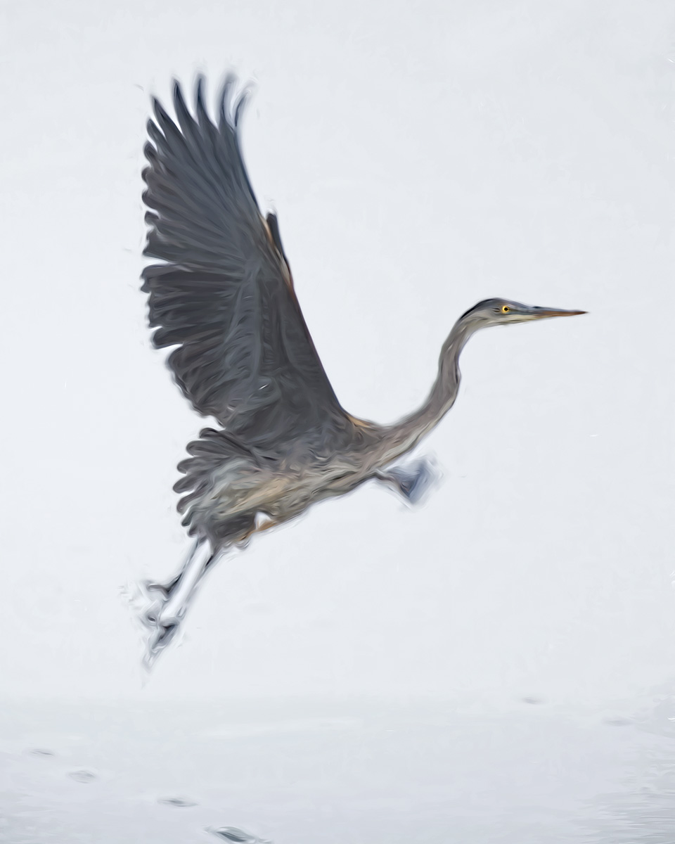 Heron in Flight