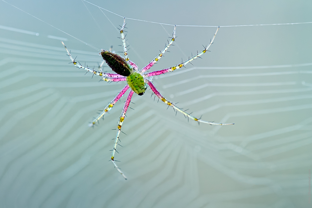 Spider in Colour
