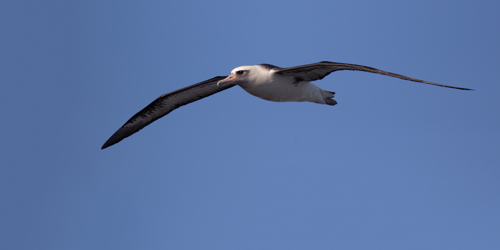 Laysan Albatross