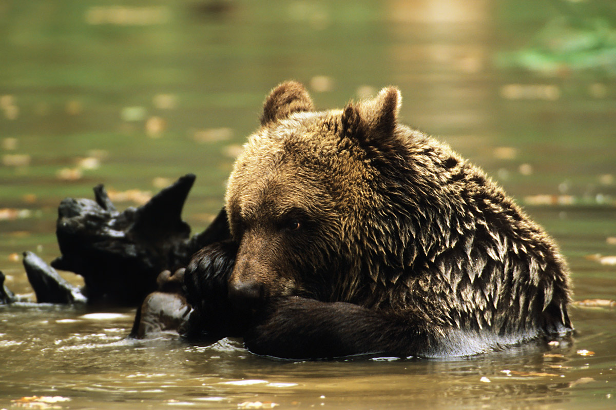 Brown Bear