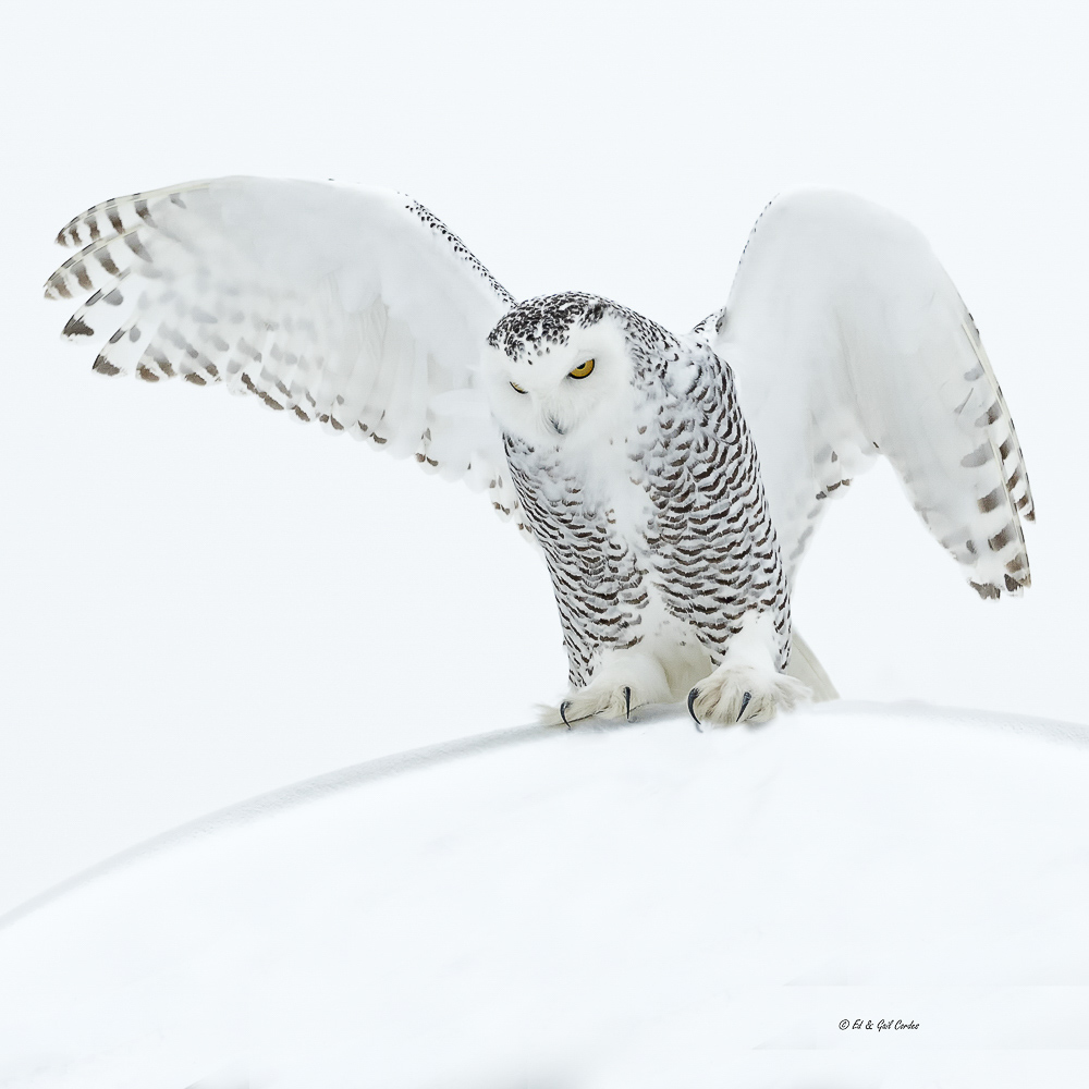Snowy Owl Waving Wings