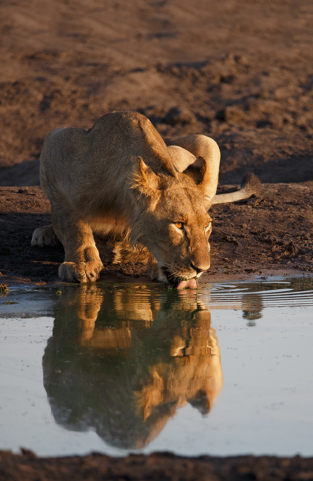 Sunset Thirst