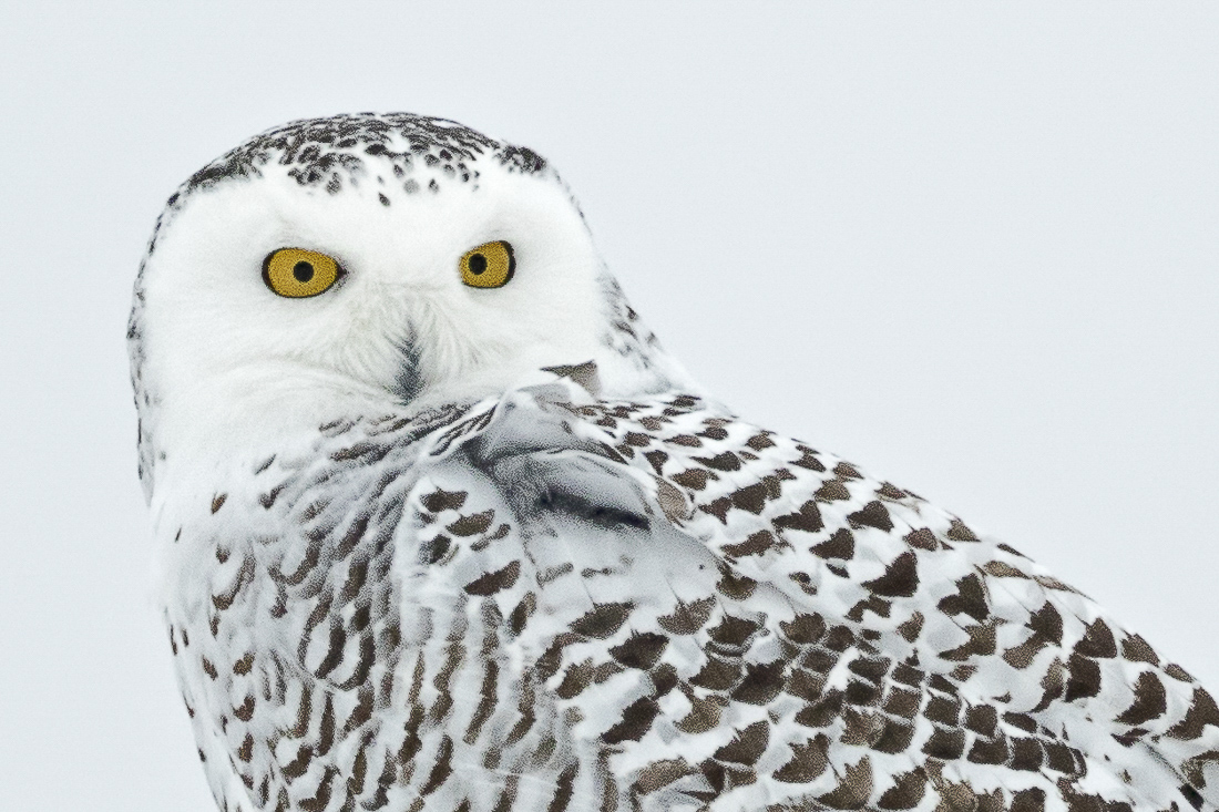 Another Snowy with Eyes