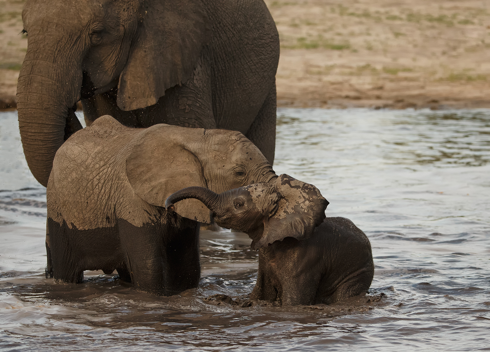Elephant Play