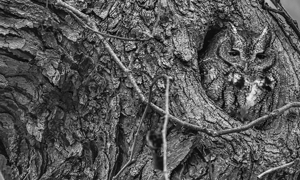 Eastern Screech Owl