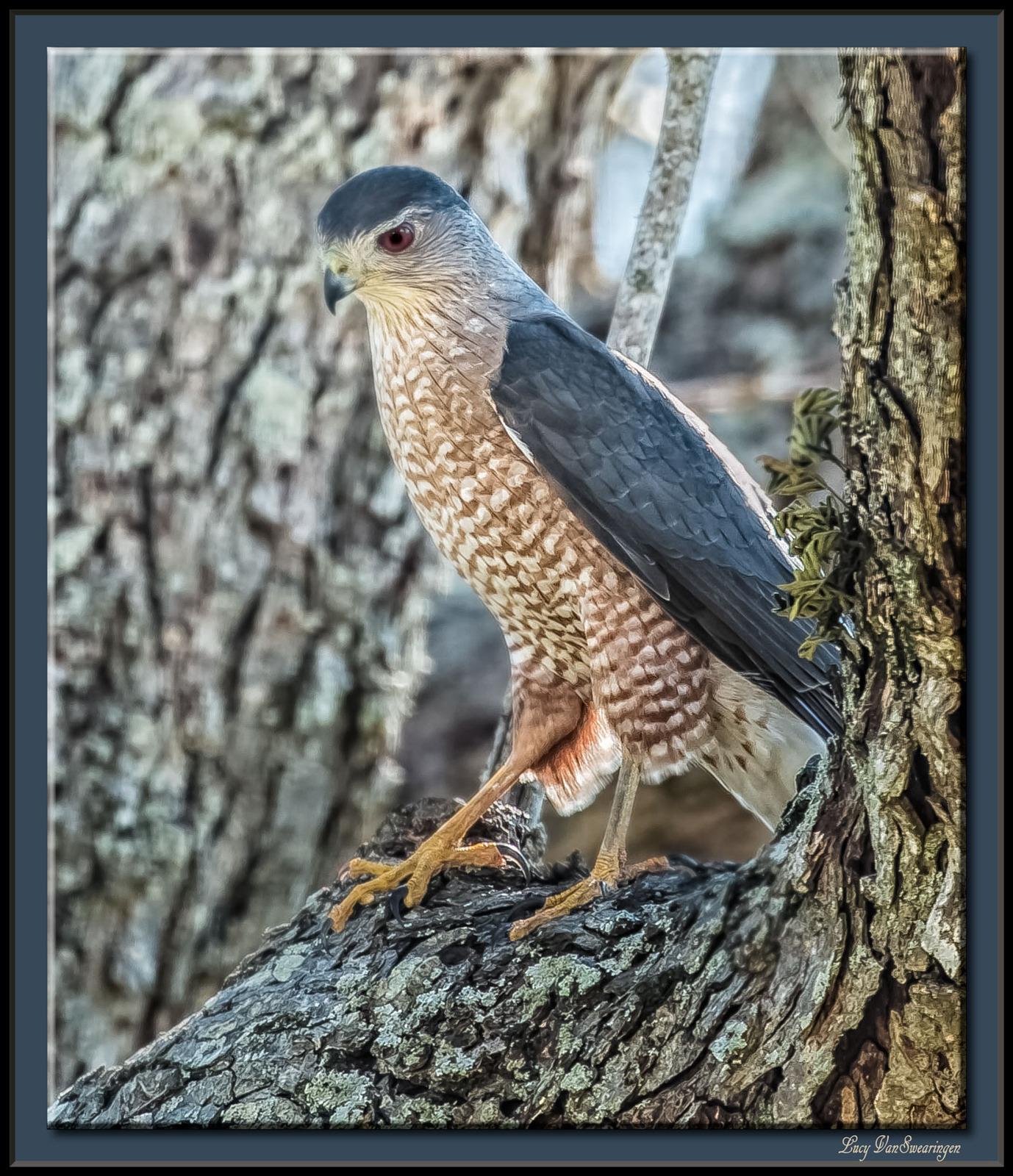 Feeder Friend