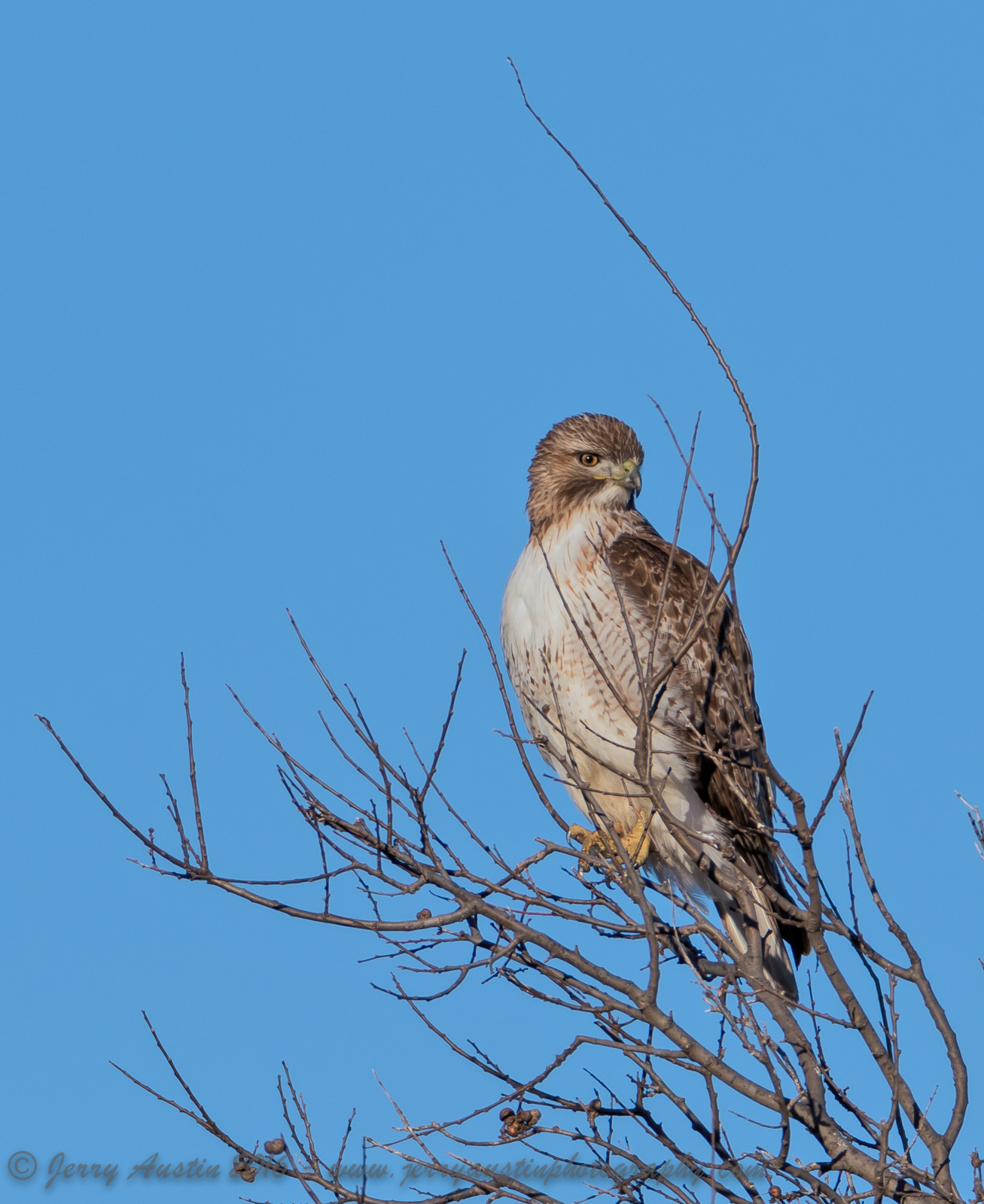 Texas Red-Tailed Hawk