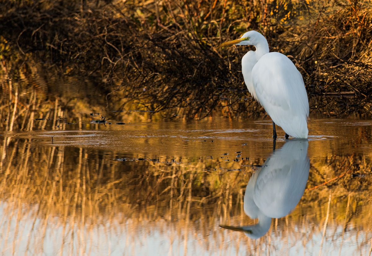 Great Egret