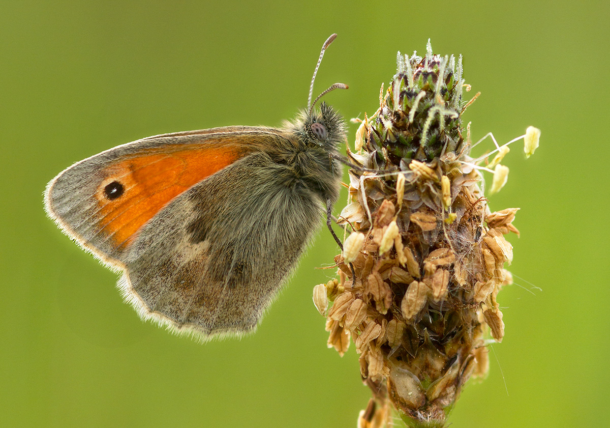 Small Heath