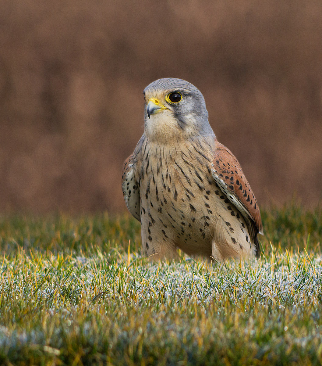 Wild Kestrel