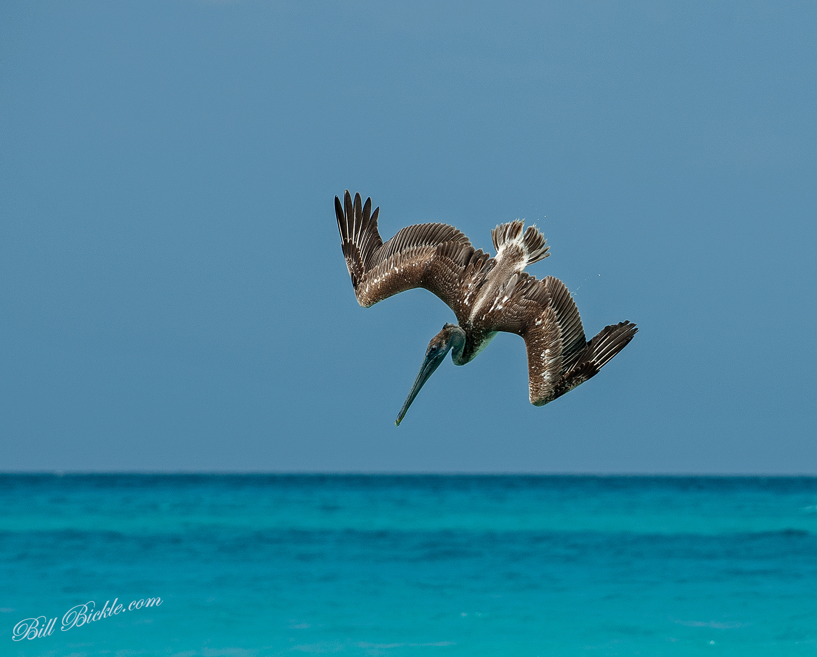 WC721 ... Brown Pelican