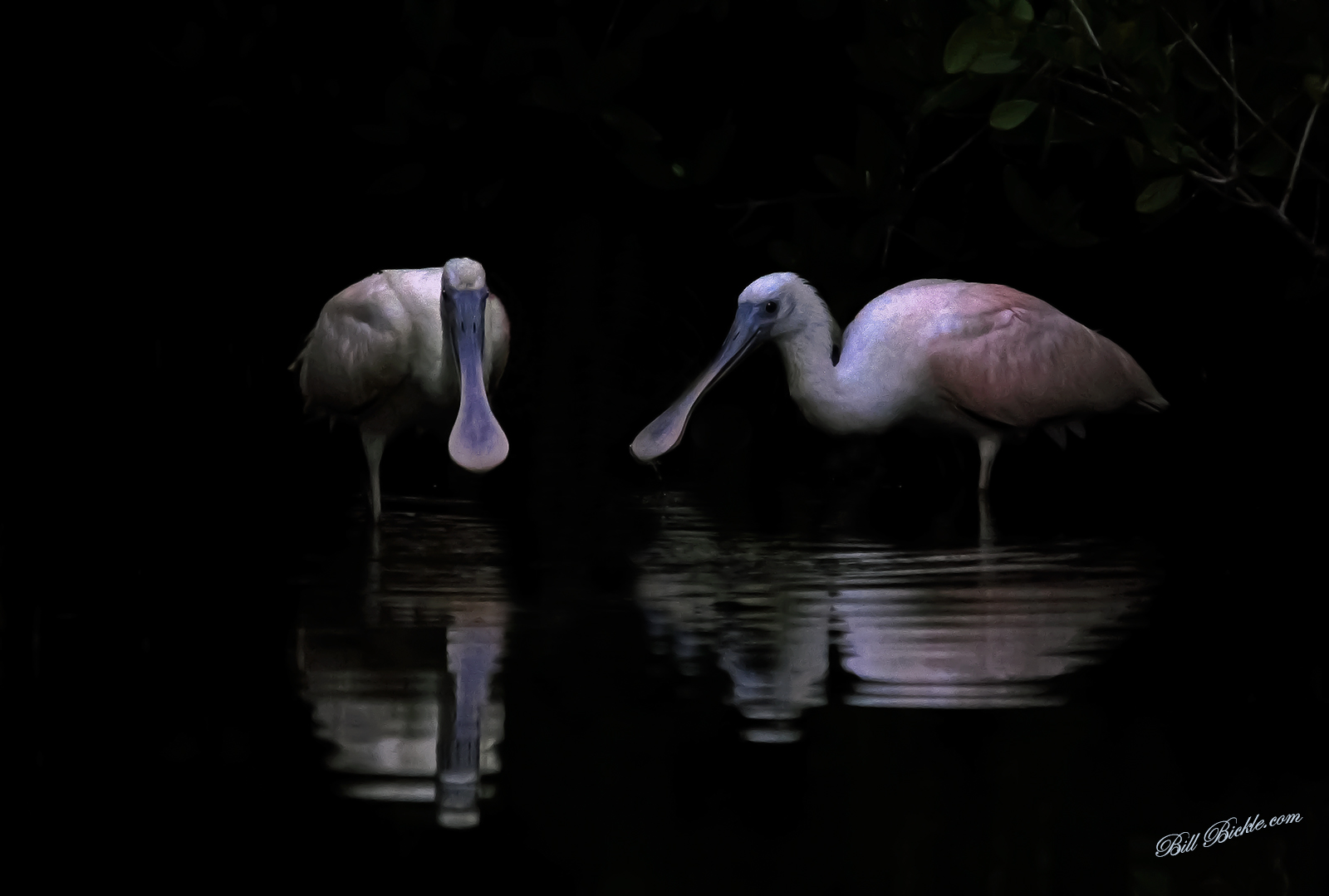 Moonlight  Wading 