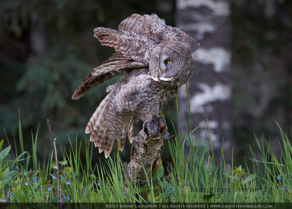 Great Grey Liftoff