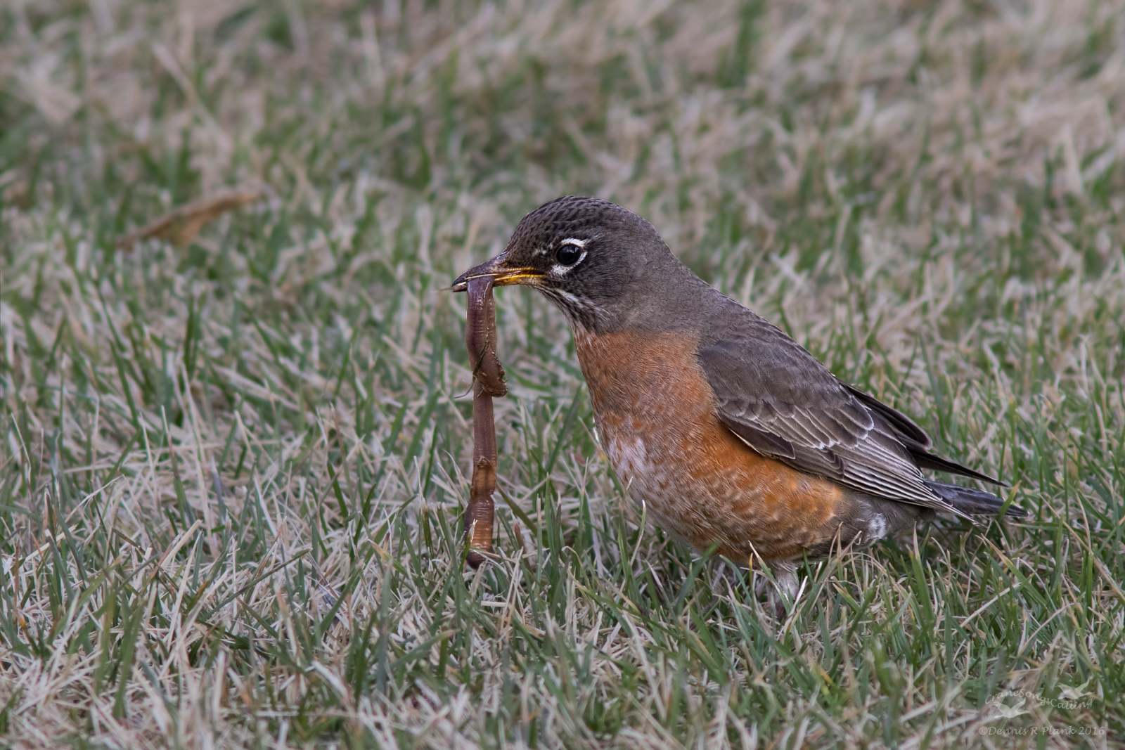 American Robin