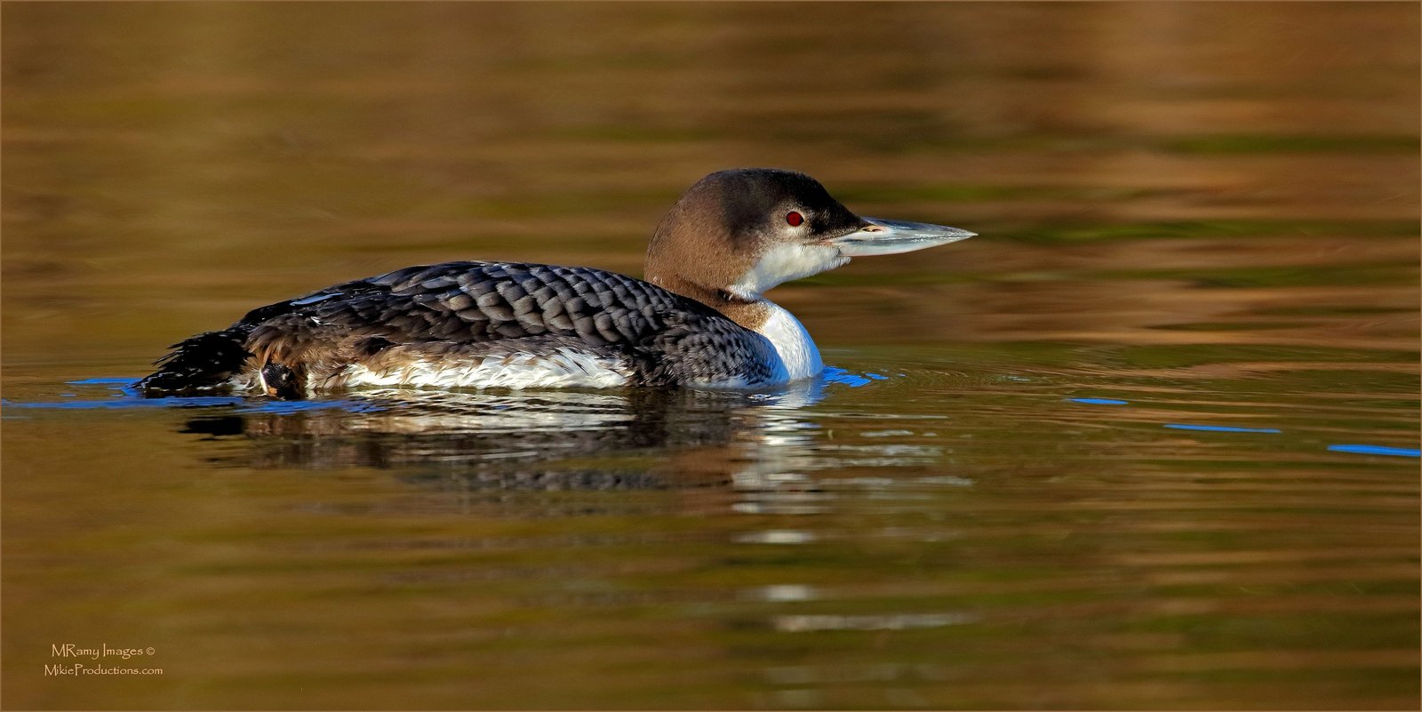 Common Loon